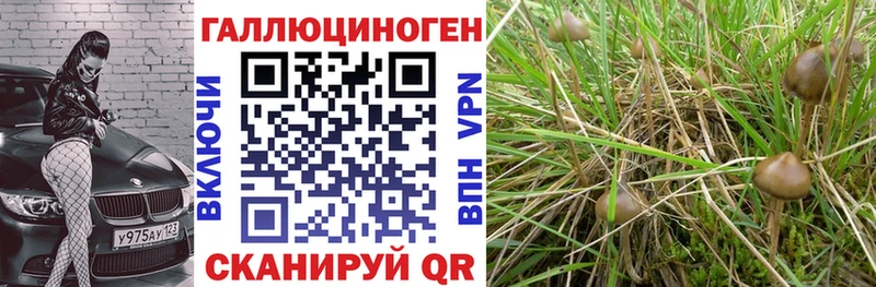 Псилоцибиновые грибы Cubensis цены Краснообск
